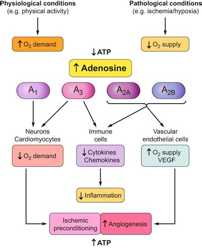 Adenosine Receptor