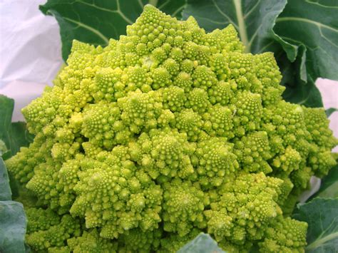 File:Romanesco broccoli (2).jpg - Wikimedia Commons