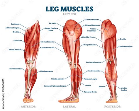 Muscles Of The Leg Laminated Anatomy Chart | ubicaciondepersonas.cdmx.gob.mx