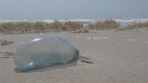 Beach officials urge residents to be aware of venomous sea life | kiiitv.com