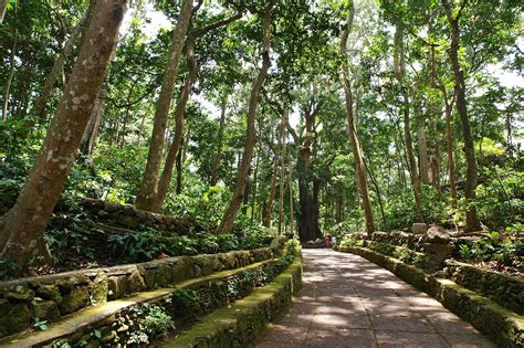 Ubud Monkey Forest in Bali - Sanctuary of Gray Macaques in Ubud – Go Guides