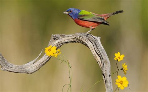 flowers for flower lovers.: Flowers and birds desktop wallpapers.