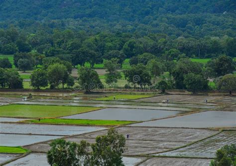 Rice Field in Mekong Delta, Southern Vietnam Stock Photo - Image of ...