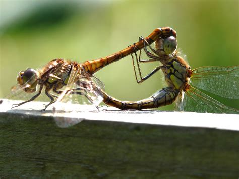 Pin på Dragonflys