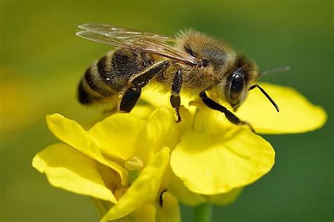 Why Are Bees Going Extinct? - WorldAtlas