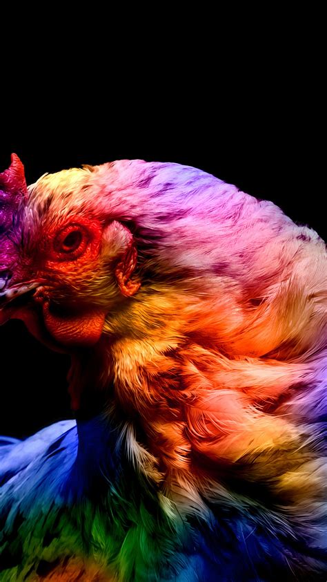 Chicken Wallpaper 4K, Colorful, Black background