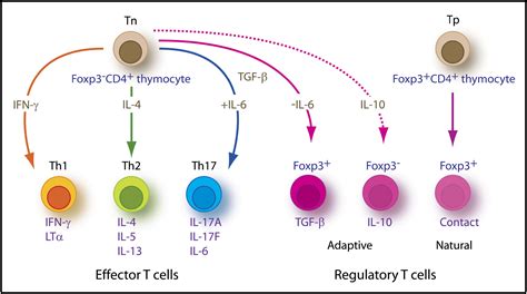 Th17: An Effector CD4 T Cell Lineage with Regulatory T Cell Ties: Immunity