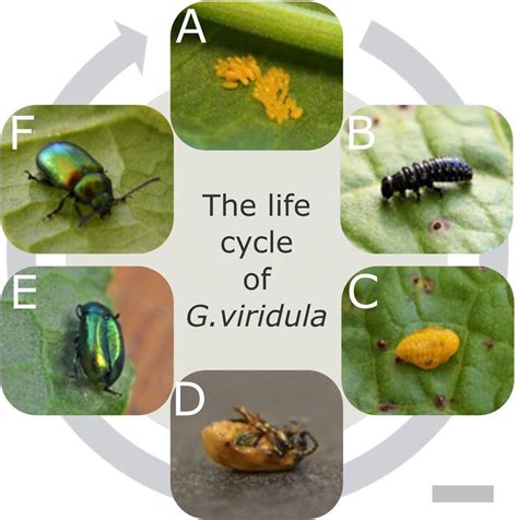 The life cycle of the G. viridula from the egg ((A) day 0–7) to the... | Download Scientific Diagram