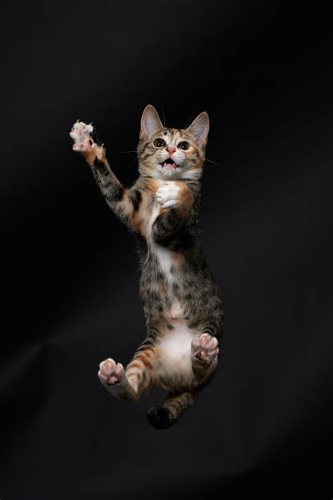 Pounce by Akimasa Harada | 500px | Cat poses, Cat pouncing, Cute animals