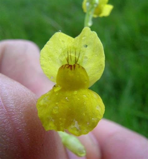 GOLDEN BLADDERWORT Carnivorous Utricularia Aurea Carnivore 5 | Etsy