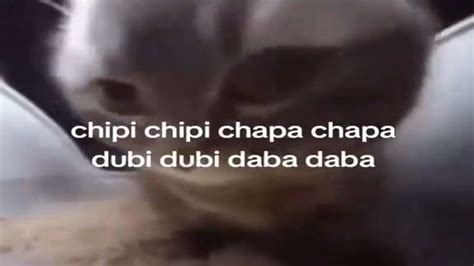 chipi chipi chapa chapa dubi dubi daba daba (cs2 cat edit) - YouTube