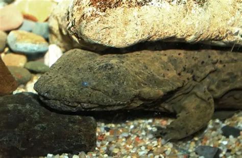 Hellbender - Description, Habitat, Image, Diet, and Interesting Facts