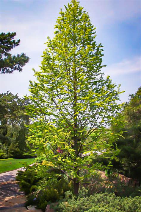 Goldrush Dawn Redwood For Sale | The Tree Center