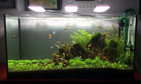 Best LED Aquarium Lighting For Plants - FishTankAuthority.com