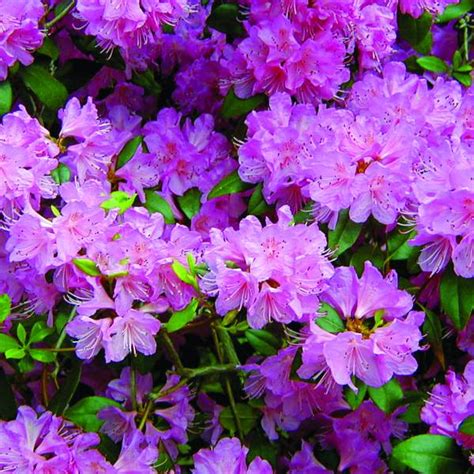 Rhododendrons - Weston Nurseries