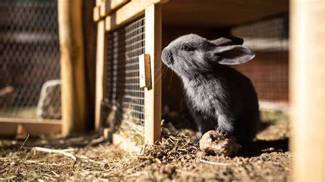 Rabbit hutch buying guide