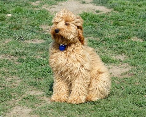 Mini Goldendoodle Full Grown – This is an Exact. Replica. of my Soft ...