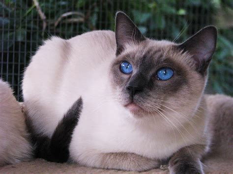 Pin by Sue on Siamese | Siamese cats blue point, Siamese cats, Cats