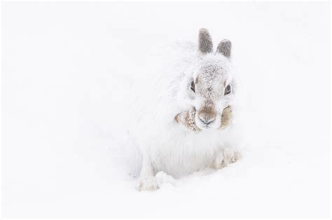 Scottish Winter Wildlife Photography Tours – JAMES RODDIE PHOTOGRAPHY