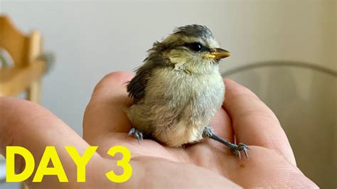 Injured Bird Rescue Story - Day 3/5 - YouTube