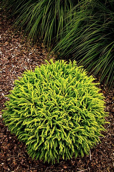 Dwarf Globe Japanese Cedar | Shade loving shrubs, Dwarf conifers, Shade shrubs