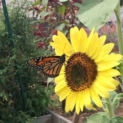 Monarch Butterfly Habitat - Grace Community Garden