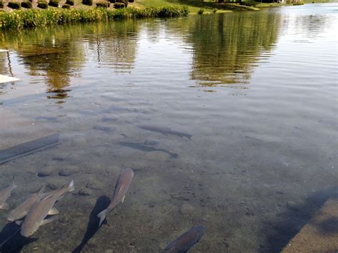 Salmon in a Pond | Smithsonian Photo Contest | Smithsonian Magazine