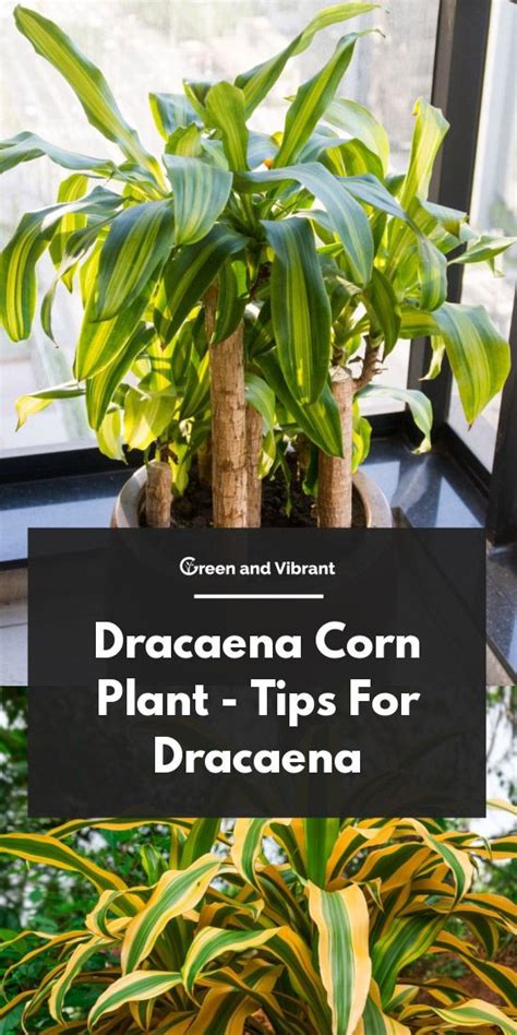 'Dracaena' Corn Plants for Sale - Buying & Growing Guide - Trees.com | Corn plant, Corn plant ...