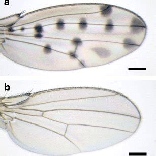 Wings of Drosophila guttifera and Drosophila melanogaster. a A wing of ...