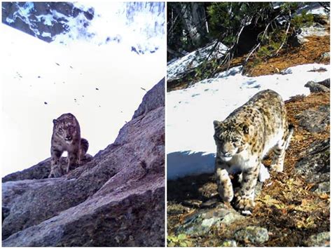 Snow Leopards Spotted In Jammu Kashmir's Kishtwar National Park. See Pics