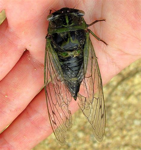 Living Glass Art: Cicada wings and blooming things