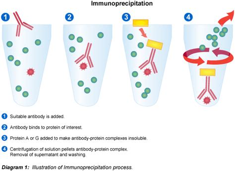 Bio-Resource: Immunoprecipitation: Procedure, Analysis and Applications