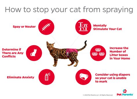 Why Do Cats Spray in the House and How Can I Stop It?