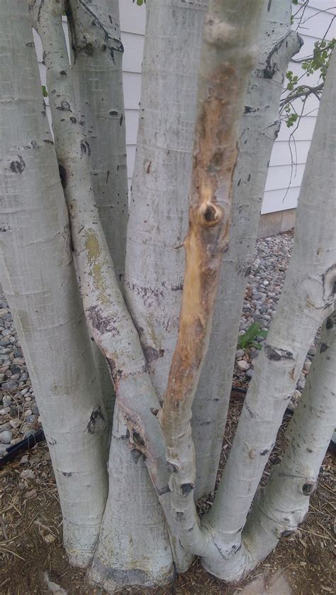 Aspen Tree Disease? #319419 - Ask Extension