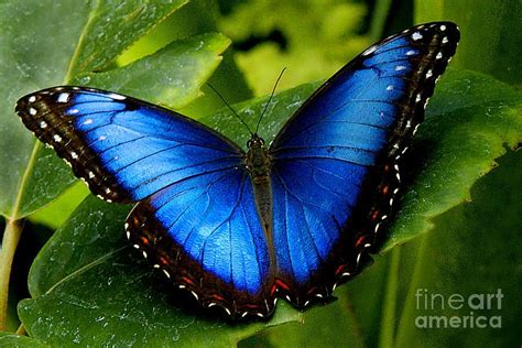 Blue Morpho by Neil Doren | Blue morpho butterfly, Most beautiful butterfly, Butterfly pictures