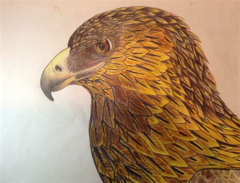 Golden Eagle Drawing at GetDrawings | Free download