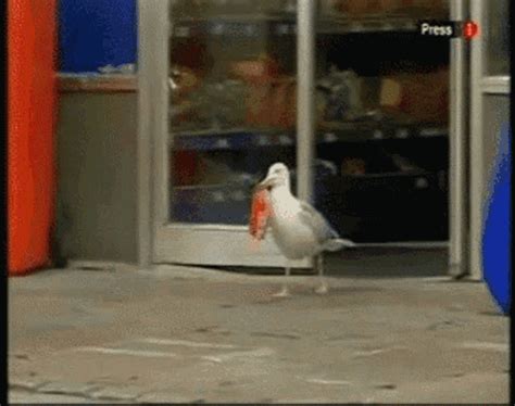 Funny Seagull Stealing Snack From Store GIF | GIFDB.com