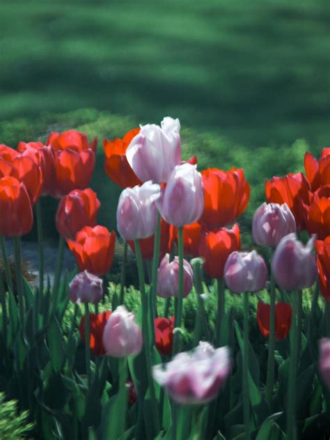 Pink and Red Tulips · Free Stock Photo