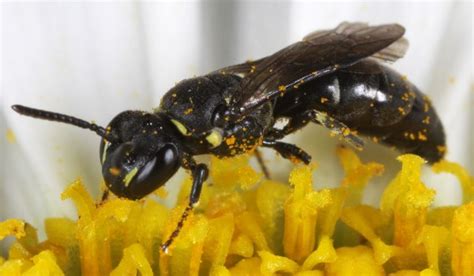 Yellow-faced Bees - Prairie Pollination