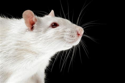 Laboratory Rat Photograph by Coneyl Jay/science Photo Library - Fine ...