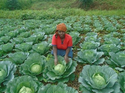 Uganda-Kabale - Growing Hope Globally