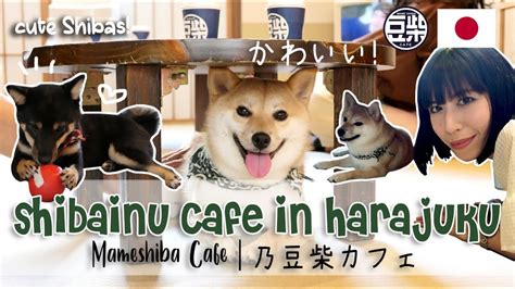 Shiba Inu Cafe Japan | Exploring Harajuku's Adorable Dog Cafe - YouTube