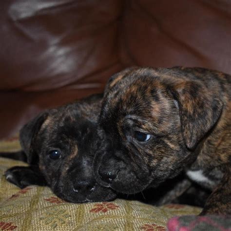 Brindle Staffy Puppy - Photos All Recommendation