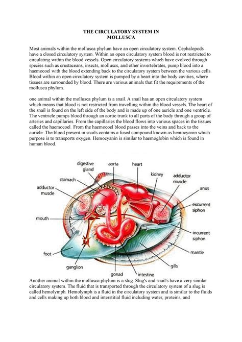 The circulatory system in mollusca - THE CIRCULATORY SYSTEM IN MOLLUSCA Most animals within the ...