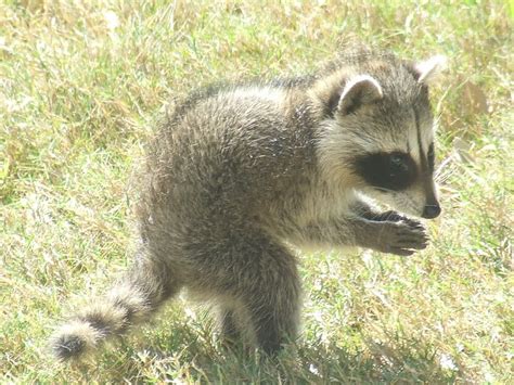 baby raccoon eating acorns - a photo on Flickriver