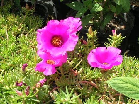 Moss Rose (Portulaca grandiflora) - Richard Lyons Nursery, Inc.