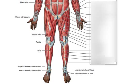 Lower body Diagram | Quizlet