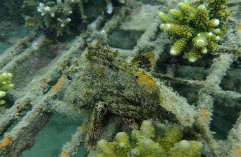 Premium Photo | A fish is seen in a coral reef.