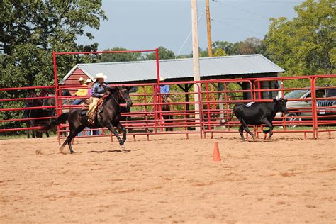 Nichole and Velvet after that cow at the Missouri Fox Trotter World Celebration | Horses ...