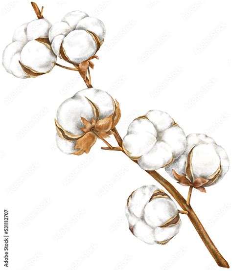 Cotton Boll Stock Illustrations – 2,185 Cotton Boll Stock - Clip Art ...